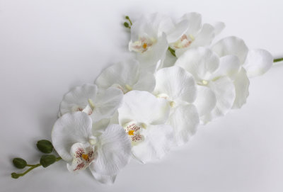 В9309 Б/С Вет. бархатная орхидея с отростком"Чёрный принц"9г.104см(2шт/24шт)
